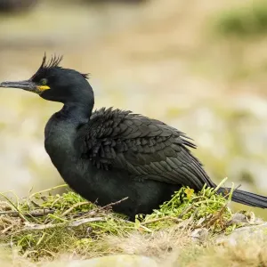European Shag Print, Farne Islands European Shag Print, Farne Islands