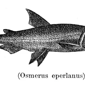 European smelt fish engraving 1897 European smelt fish engraving 1897