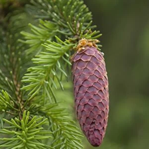 European spruce -Picea abies-, young cones, Burgkwald forest near Karolinenfield, eastern Thuringia, Germany, Europe