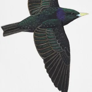 European Starling or Common Starling (Sturnus vulgaris), adult