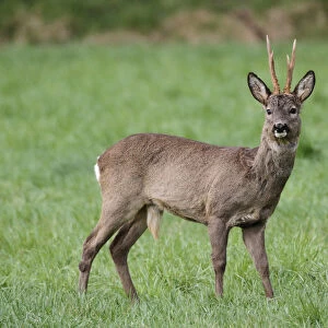 European or Western Roe Deer -Capreolus capreolus-, in grey winter coat, Allgaeu, Bavaria, Germany, Europe