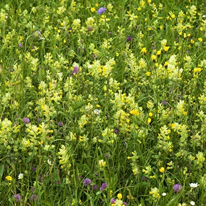 European Yellow Rattle -Rhinanthus alectorolophus- on a flowering spring meadow, Bavaria, Germany