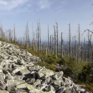 Evening mood on the summit of Lusen Mountain with forest dieback, Bavarian Forest, Bavaria, Germany, Europe, PublicGround