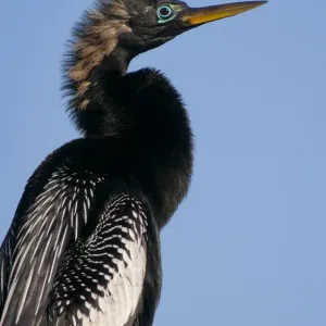 Everglades, anhinga, portrait Everglades, anhinga, portrait
