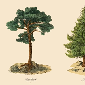 Evergreen Scotch Pine Tree and Larch, Victorian Botanical Illustration