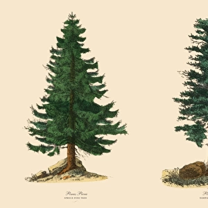 Evergreen Spruce Pine Tree and Norway Spruce, Victorian Botanical Illustration