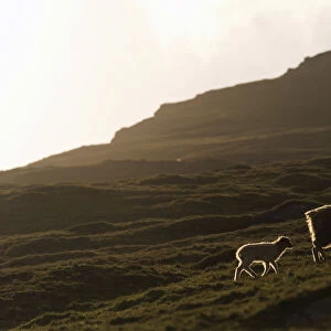 Ewe with a lamb with backlighting, Bour, Vagar, Faroe Islands, Denmark