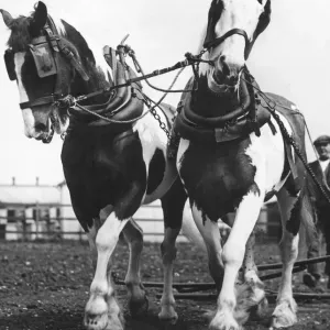 Ex-Drum Horses Print, a photograph of two horses pulling a harrow Ex-Drum Horses Print, a photograph of two horses pulling a harrow