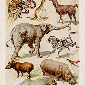 Exotic animals Chromolithography 1899