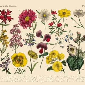 Red Exotic Flowers Print, Plate 56