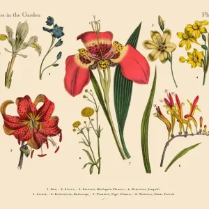 Exotic Flowers of the Garden, Victorian Botanical Illustration Exotic Flowers of the Garden, Victorian Botanical Illustration