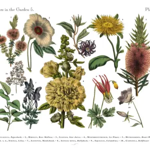 Exotic Flowers of the Garden, Victorian Botanical Illustration Exotic Flowers of the Garden, Victorian Botanical Illustration