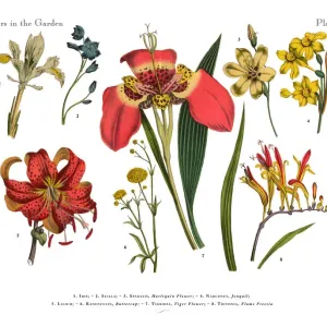 Exotic Flowers of the Garden, Victorian Botanical Illustration Exotic Flowers of the Garden, Victorian Botanical Illustration