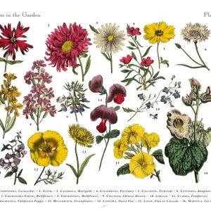 Exotic Flowers of the Garden, Victorian Botanical Illustration Exotic Flowers of the Garden, Victorian Botanical Illustration