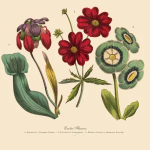 Exotic Flowers of the Garden, Victorian Botanical Illustration Exotic Flowers of the Garden, Victorian Botanical Illustration
