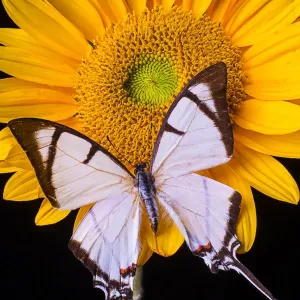 Exotic white butterfly Exotic white butterfly