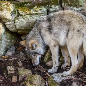 Gray Wolf Print among Rocky Terrain Gray Wolf Print among Rocky Terrain
