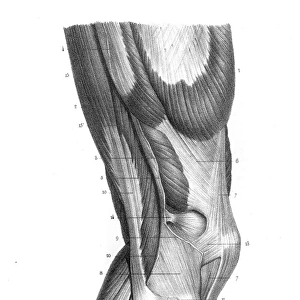 Exterior knee region anatomy engraving 1866