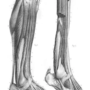 External leg region anatomy engraving 1866