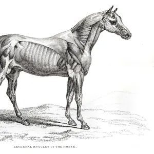 External Muscles of the Horse