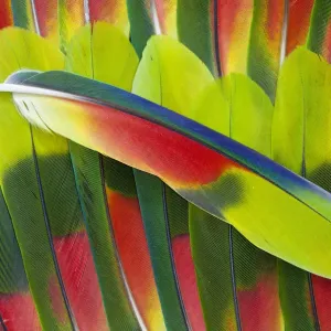 Extreme close-up of Amazon Parrot tail feathers Extreme close-up of Amazon Parrot tail feathers