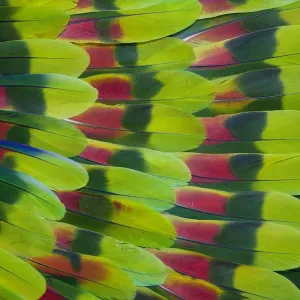 Vue extrêmement rapprochée des plumes de la queue du Perroquet d'Amazon. Vue extrêmement rapprochée des plumes de la queue du Perroquet d'Amazon.