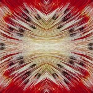 Vue d'extrême proximité des plumes de Barbu à barbe (Lybius dubius). Vue d'extrême proximité des plumes de Barbu à barbe (Lybius dubius).