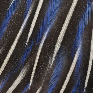 Vue extrêmement rapprochée des plumes de poitrine du Guibourt (Acryllium vulturinum). Vue extrêmement rapprochée des plumes de poitrine du Guibourt (Acryllium vulturinum).