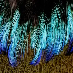 Vue extrêmement rapprochée des plumes du thorax du Motmot. Vue extrêmement rapprochée des plumes du thorax du Motmot.