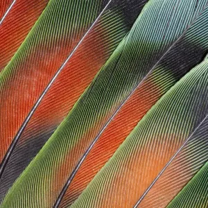 Vue extrêmement rapprochée de plumes de queue d'Amour étalées. Vue extrêmement rapprochée de plumes de queue d'Amour étalées.