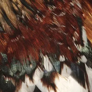 Extreme Close-up of the Feathers of a Rooster (Gallus gallus domesticus) Extreme Close-up of the Feathers of a Rooster (Gallus gallus domesticus)