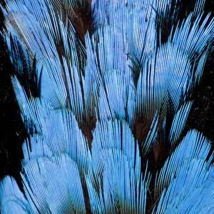 Extreme close-up of Hooded Pita (Pitta sordida) feathers