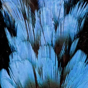 Vue rapprochée extrême des plumes de la Pita huppée (Pitta sordida). Vue rapprochée extrême des plumes de la Pita huppée (Pitta sordida).