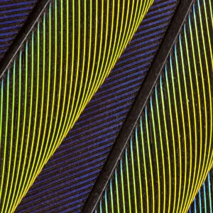 Extreme close-up of Jenday Conure (Aratinga jandaya) feathers