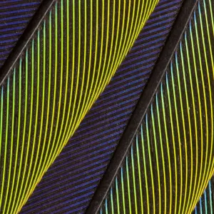 Extreme close-up of Jenday Conure (Aratinga jandaya) feathers Extreme close-up of Jenday Conure (Aratinga jandaya) feathers