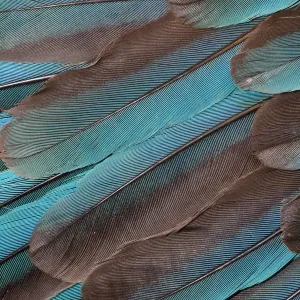 Vue d'extrême rapprochement des plumes de l'aile du Martin-pêcheur. Vue d'extrême rapprochement des plumes de l'aile du Martin-pêcheur.