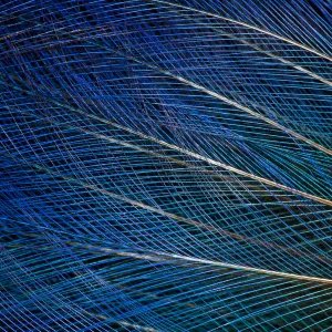 Extreme close-up of top knot feathers of blue Bird of Paradise