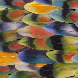Extreme close-up of Lovebird tail feathers in multicolored display Extreme close-up of Lovebird tail feathers in multicolored display