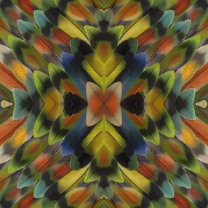 Extreme close-up of Lovebird tail feathers in multicolored display Extreme close-up of Lovebird tail feathers in multicolored display
