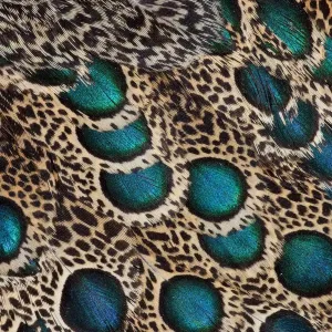 Extreme close-up of Malay Peacock-pheasant (Polyplectron malacense) feathers with blue circles Extreme close-up of Malay Peacock-pheasant (Polyplectron malacense) feathers with blue circles