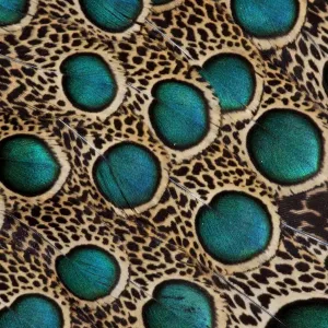 Vue rapprochée extrême des plumes de Polyplectron malacense (faucon-pheasant malais) avec des cercles bleus. Vue rapprochée extrême des plumes de Polyplectron malacense (faucon-pheasant malais) avec des cercles bleus.