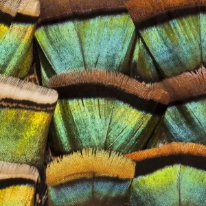 Vue rapprochée extrême du motif de la plume d'Oiseau d'Inde oscillant (Meleagris ocellata). Vue rapprochée extrême du motif de la plume d'Oiseau d'Inde oscillant (Meleagris ocellata).