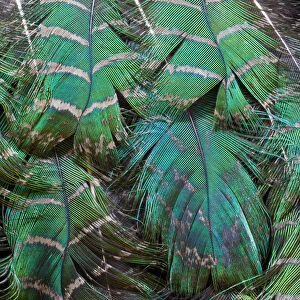 Extreme close-up of Peacock feather design layering