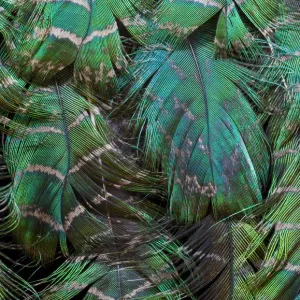 Extreme close-up of Peacock feather design layering Extreme close-up of Peacock feather design layering