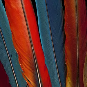 Vue extrêmement rapprochée des plumes de queue du macaw scarlet (Ara macao). Vue extrêmement rapprochée des plumes de queue du macaw scarlet (Ara macao).