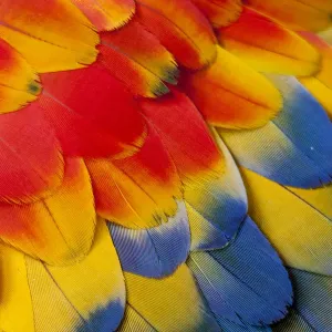 Vue rapprochée extrême des plumes de la couverte scapulaire du macaw scarlet (Ara macao). Vue rapprochée extrême des plumes de la couverte scapulaire du macaw scarlet (Ara macao).