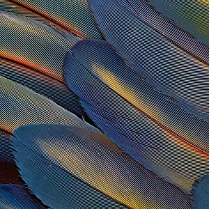 Extreme close-up of wing feathers fanned out Scarlet Macaw (Ara macao)
