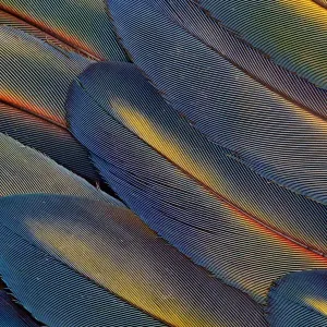 Vue d'extrême proximité des plumes de l'aile épanouies du macaw scarlet (Ara macao). Vue d'extrême proximité des plumes de l'aile épanouies du macaw scarlet (Ara macao).