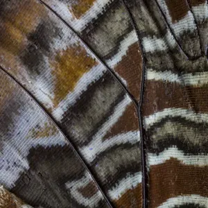 Extreme close-up of wing pattern of tropical butterfly Extreme close-up of wing pattern of tropical butterfly