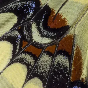 Extreme close-up of wing pattern of tropical butterfly Extreme close-up of wing pattern of tropical butterfly